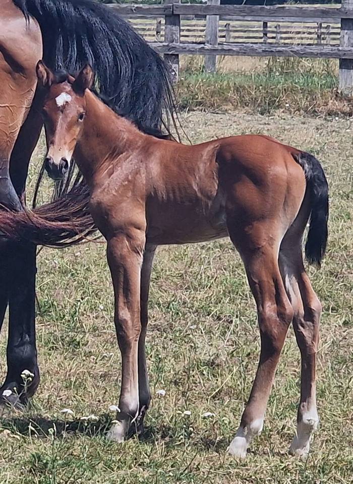 Ruin Zangersheide Te koop 2025 Donker bruin / bai