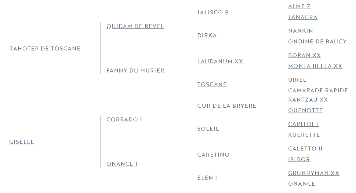 Ruin Zangersheide Te koop 2025 Donker bruin / bai