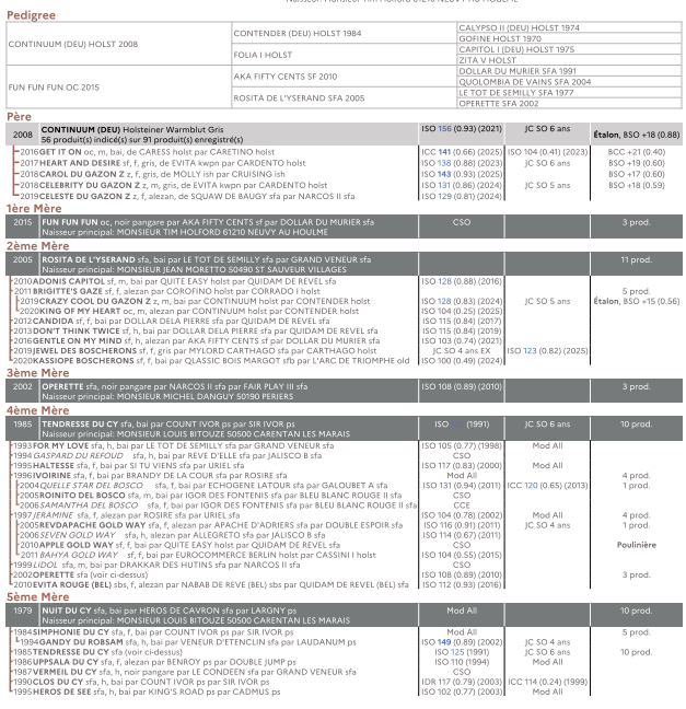 Veulen (ml) Bekend ras Te koop 2025 Donker bruin / bai
