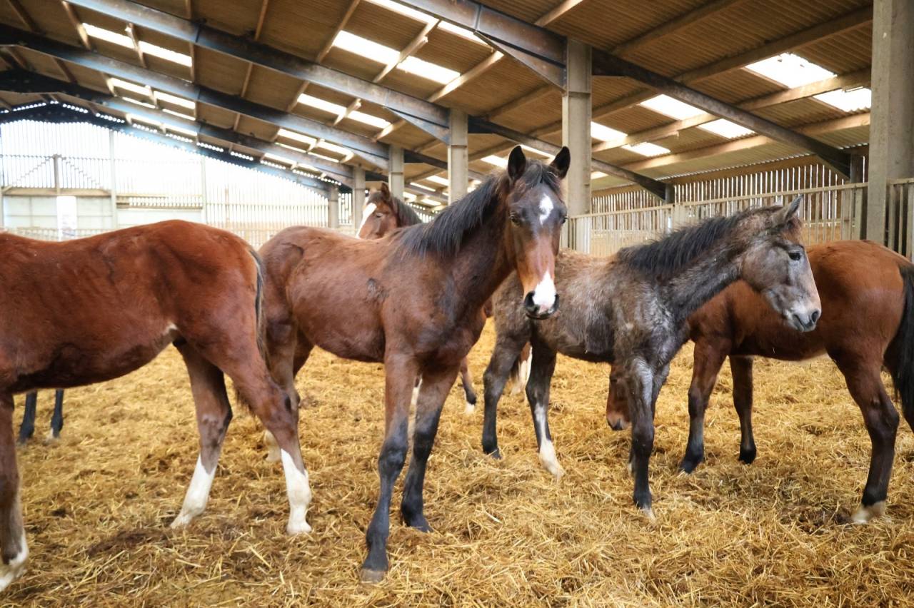 Veulen (ml) Bekend ras Te koop 2025 Donker bruin / bai
