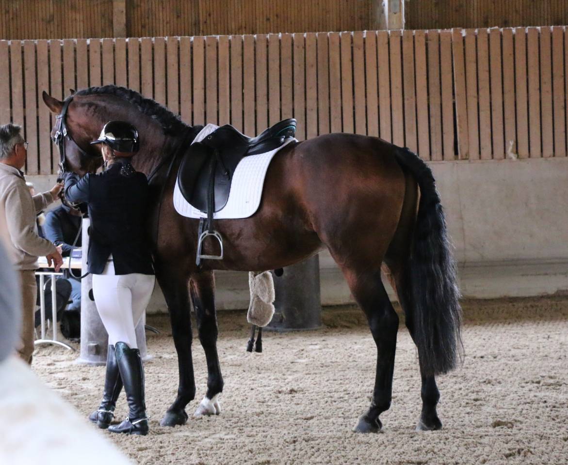 Dekhengst Lusitano Te koop 2018 Donker bruin / bai ,  Bailarico da Broa