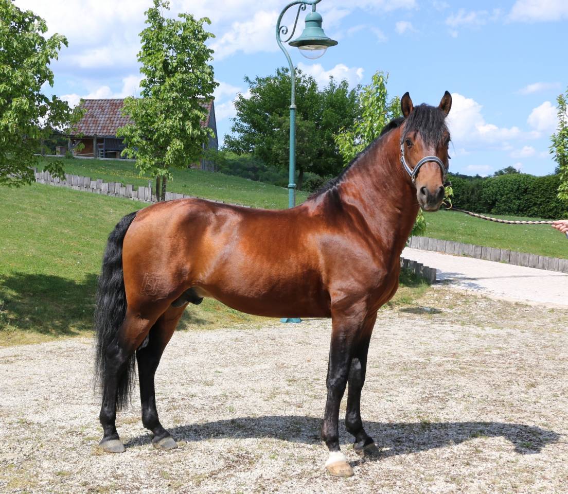 Dekhengst Lusitano Te koop 2018 Donker bruin / bai ,  Bailarico da Broa