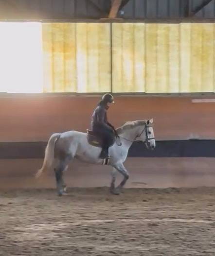 Draagmerrie Selle Fran&ccedil;ais Te koop 2018 Schimmel ,  Valmy de la Lande