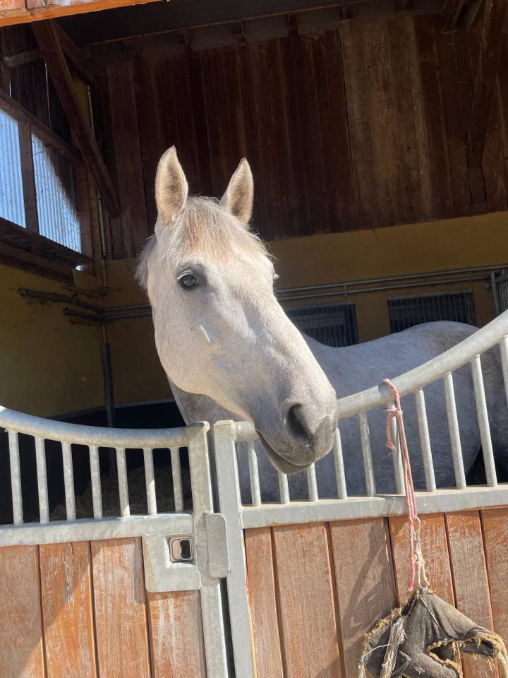 Draagmerrie Selle Fran&ccedil;ais Te koop 2018 Schimmel ,  Valmy de la Lande