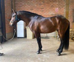 Hengst PRE Puur Ras Spaans Te koop 2021 Donker bruin / bai