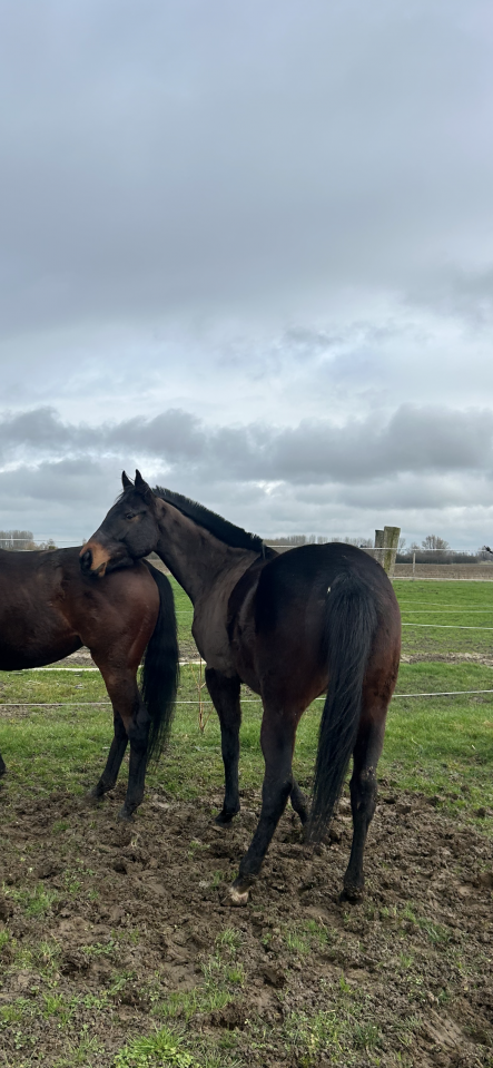Ruin Engels volbloed Te koop 2022 Bruin / Bai