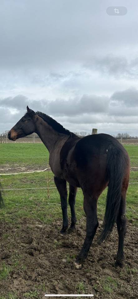 Ruin Engels volbloed Te koop 2022 Bruin / Bai