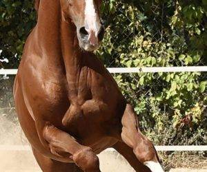 Ruin CDE Caballo Deporte Espanol Te koop 2016 Vos