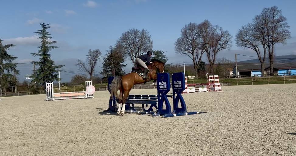 Ruin Rijpaard Te koop 2020 Donker bruin / bai