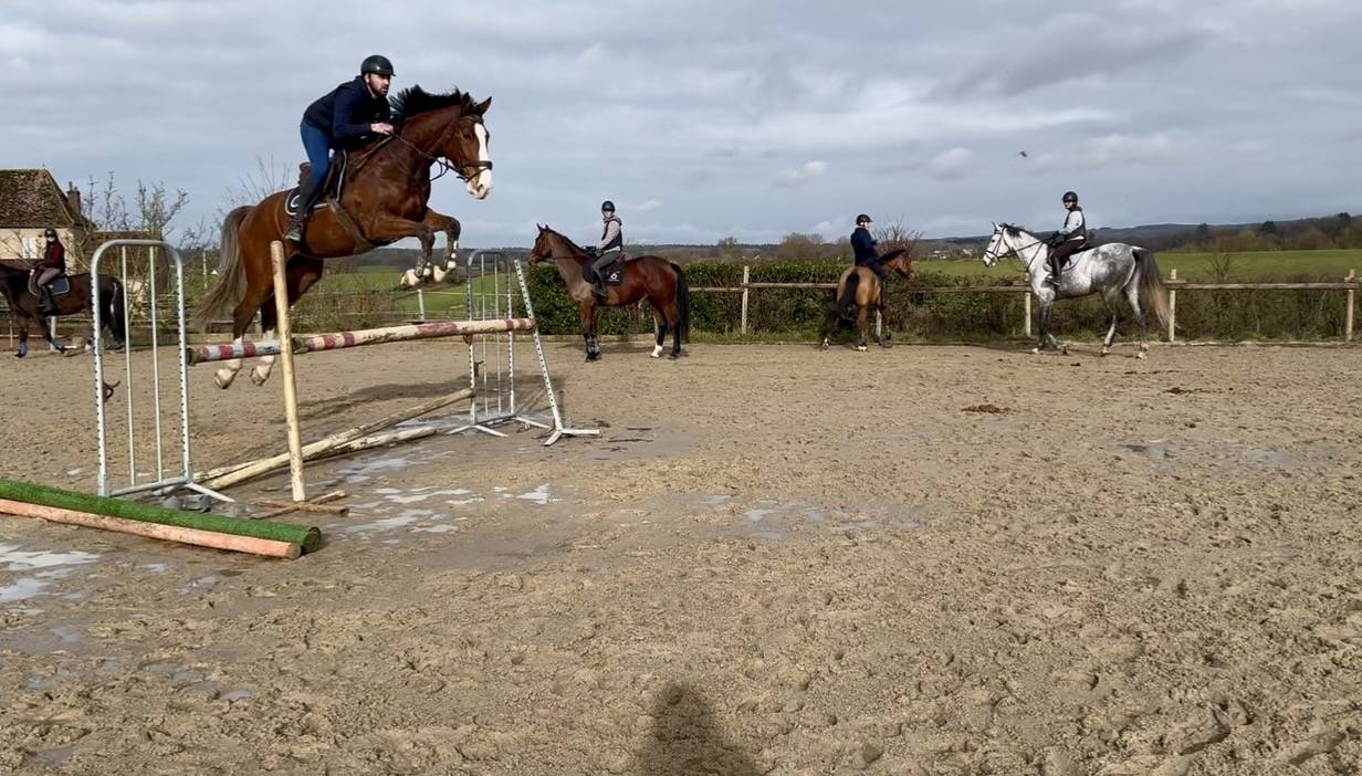 Ruin Rijpaard Te koop 2020 Donker bruin / bai