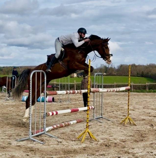 Ruin Rijpaard Te koop 2020 Donker bruin / bai