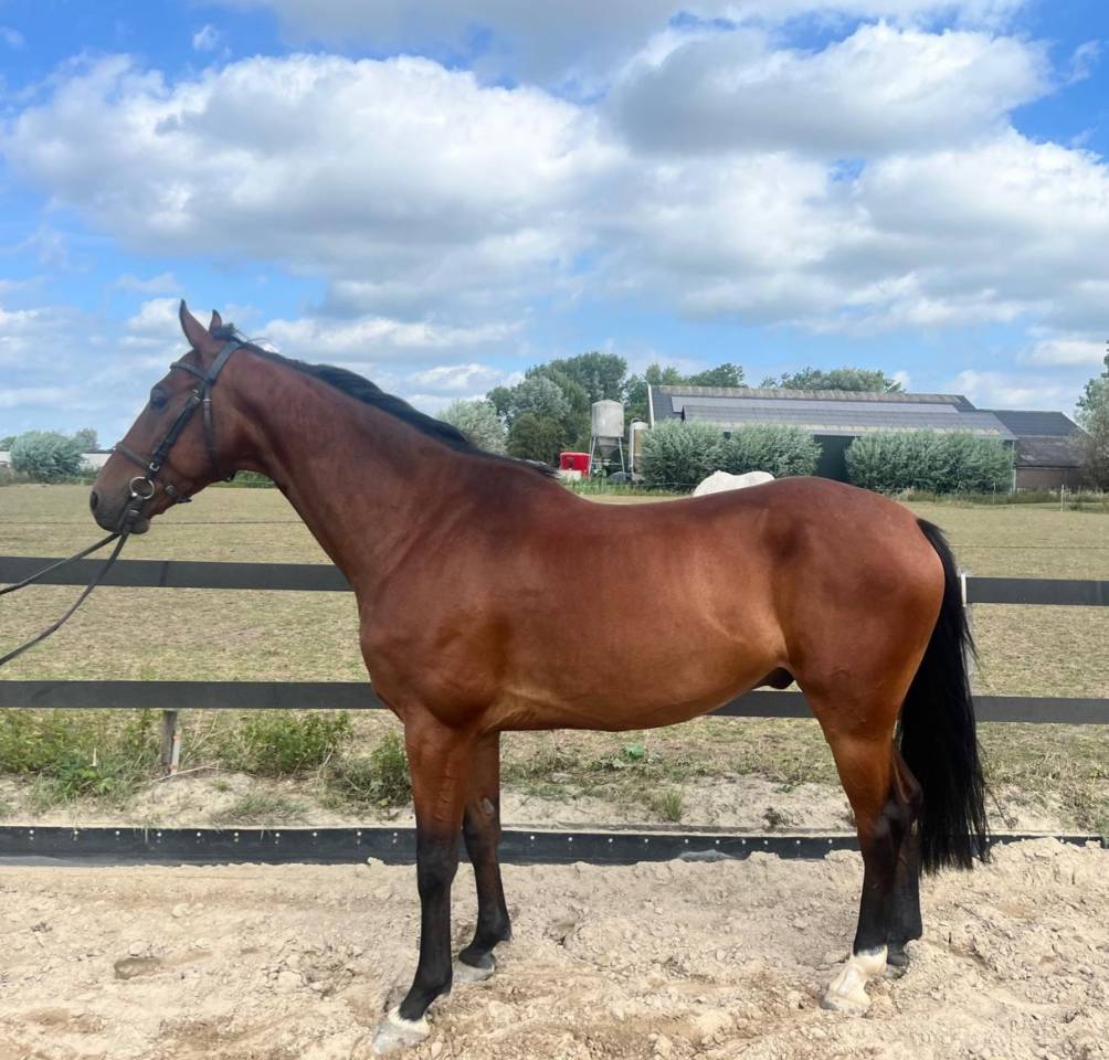 Interessante investering: Etoulon VDL x Solitair 