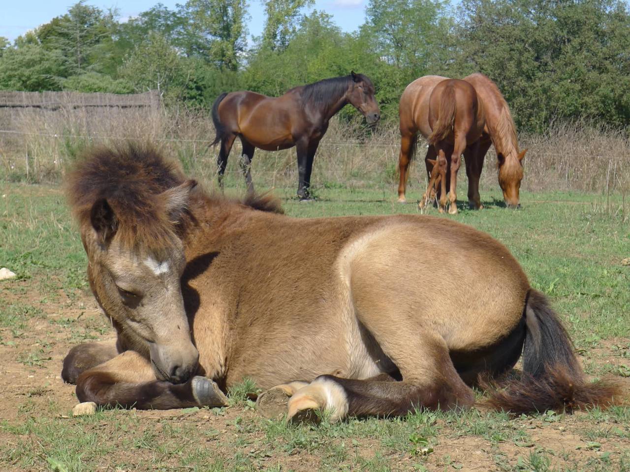 Veulen (ml) Welsh Partbred Te koop 2025 Isabel