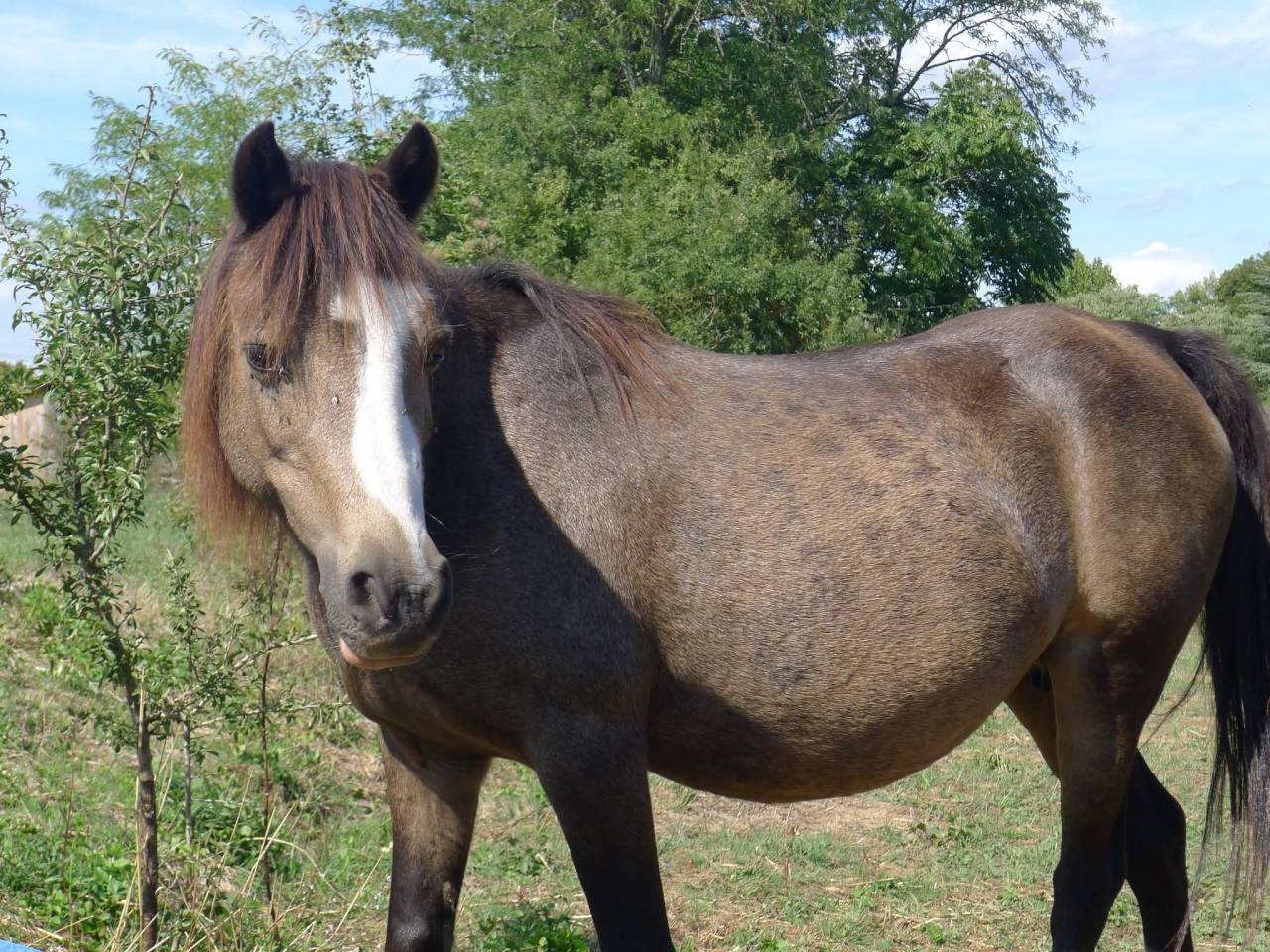 Veulen (ml) Welsh Partbred Te koop 2025 Isabel