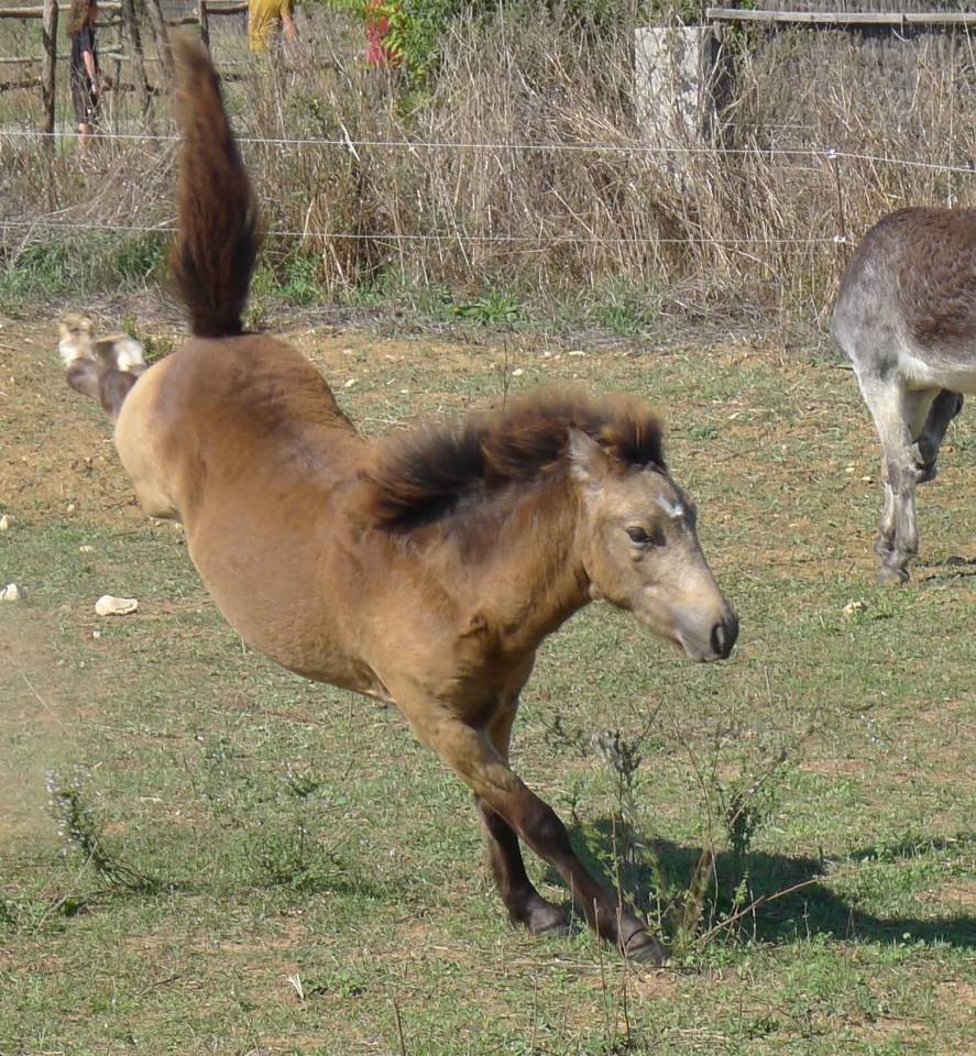 Veulen (ml) Welsh Partbred Te koop 2025 Isabel