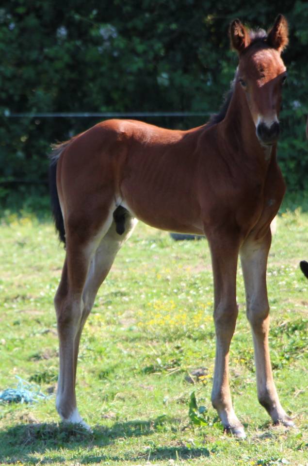 Veulen (ml) Selle Fran&ccedil;ais Te koop 2025 Donker bruin / bai