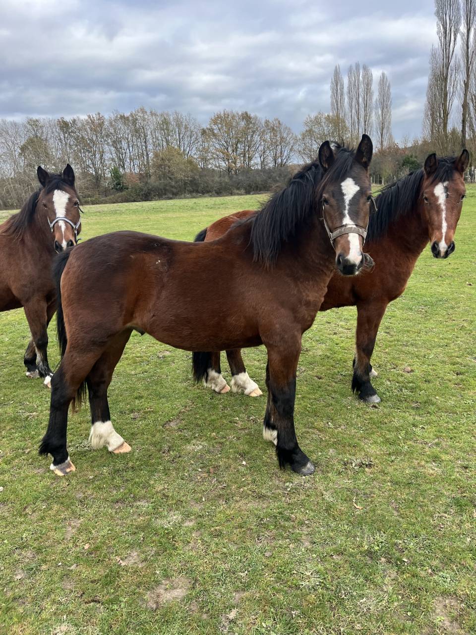 Dekhengst Franse rijpony PFS Te koop 2024 Bruin / Bai ,  MOVIE STAR TILIA