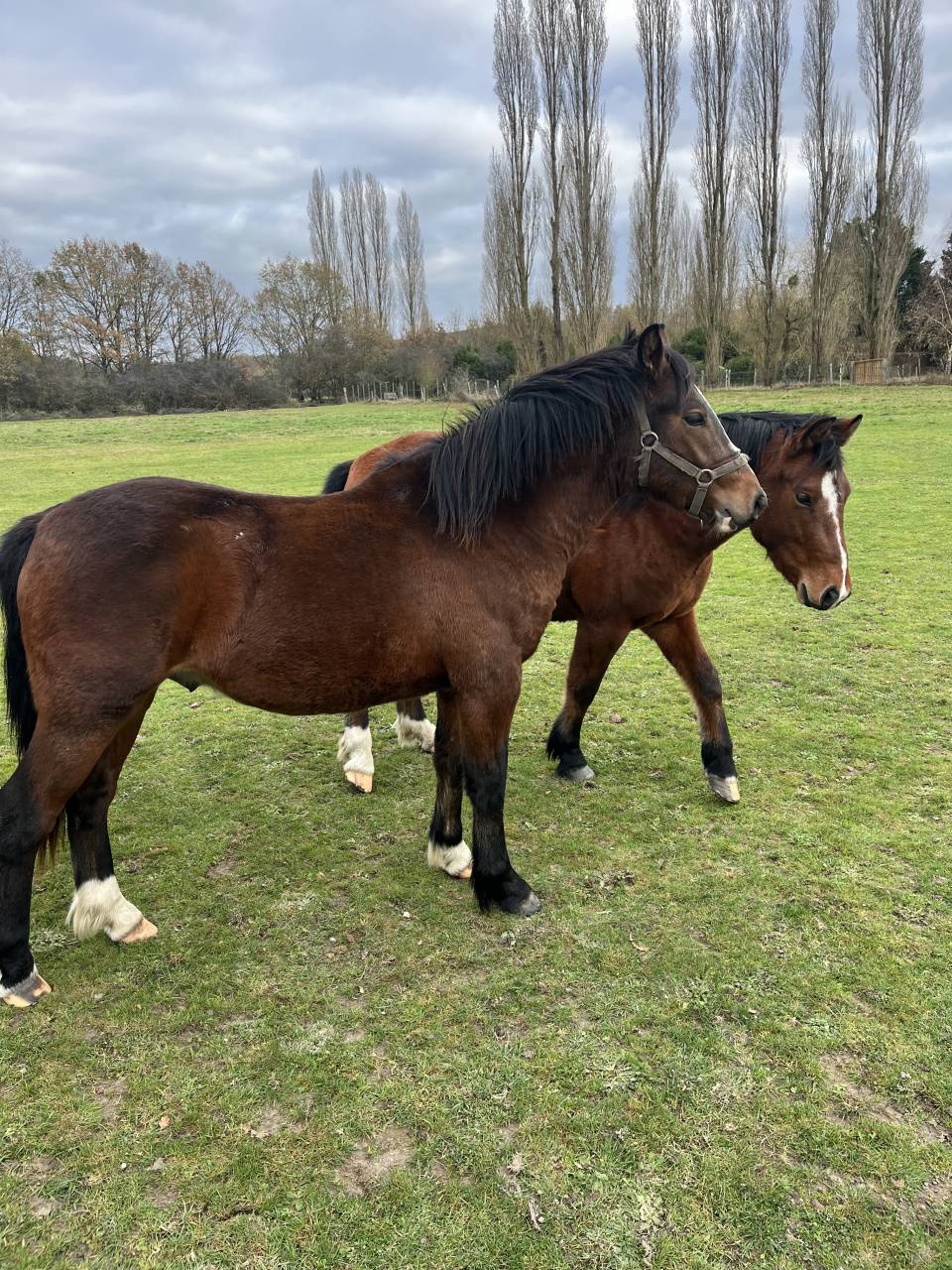 Dekhengst Franse rijpony PFS Te koop 2024 Bruin / Bai ,  MOVIE STAR TILIA