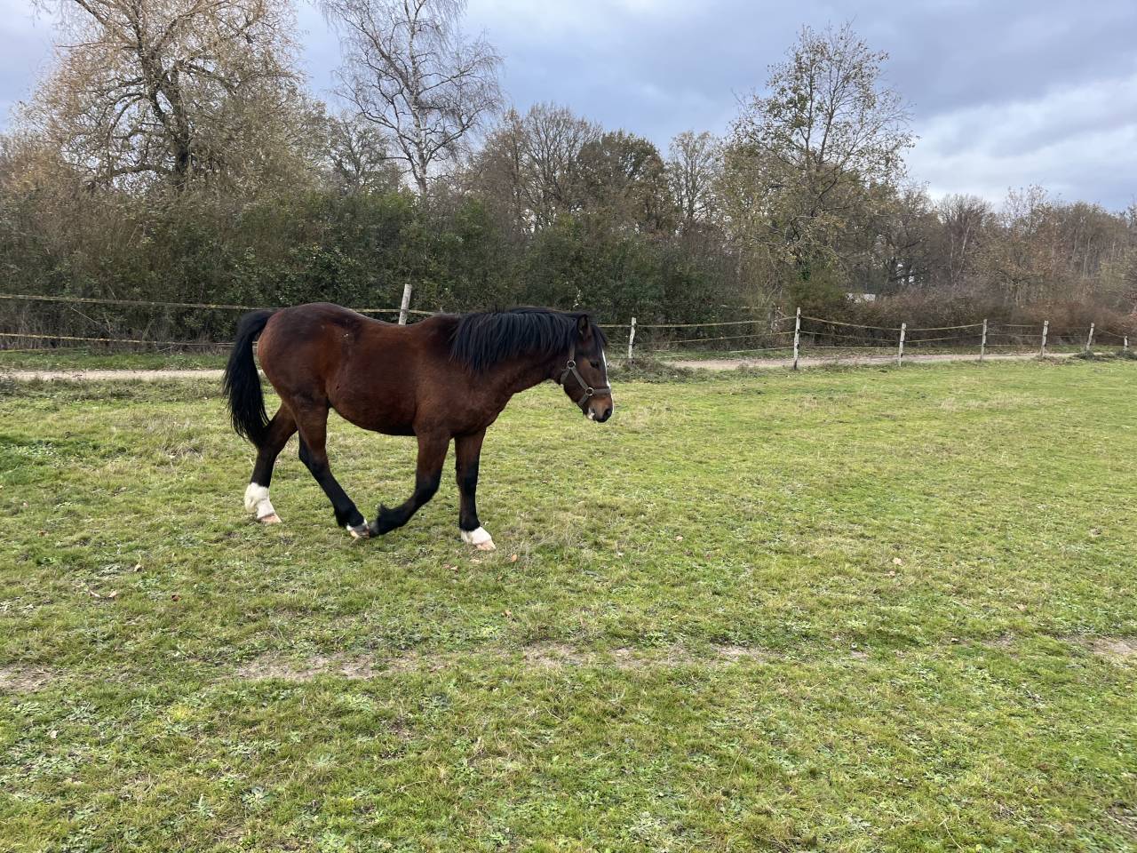 Dekhengst Franse rijpony PFS Te koop 2024 Bruin / Bai ,  MOVIE STAR TILIA