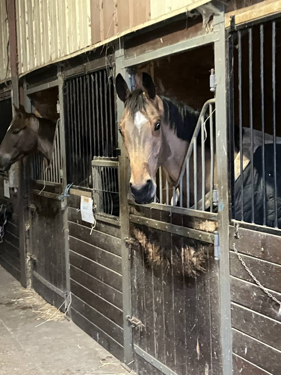 Ruin Selle Fran&ccedil;ais Te koop 2022 Donker bruin / bai ,  Number One d Iso