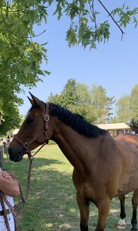 Ruin Selle Fran&ccedil;ais Te koop 2020 Donker bruin / bai