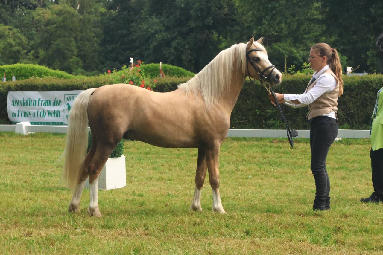Dekhengst Welsh Pony (Section B) Te koop 2021 Palomino ,  Llanarth Sundance