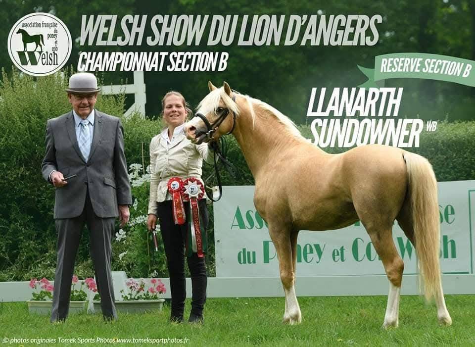 Dekhengst Welsh Pony (Section B) Te koop 2021 Palomino ,  Llanarth Sundance