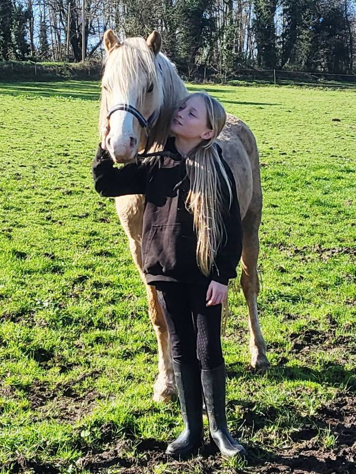 Dekhengst Welsh Pony (Section B) Te koop 2021 Palomino ,  Llanarth Sundance