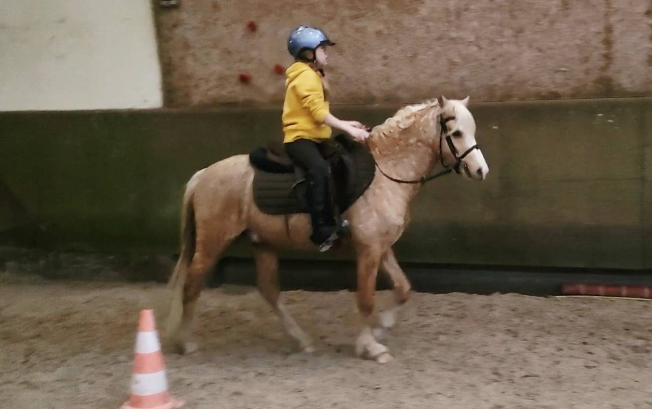 Dekhengst Welsh Pony (Section B) Te koop 2021 Palomino ,  Llanarth Sundance