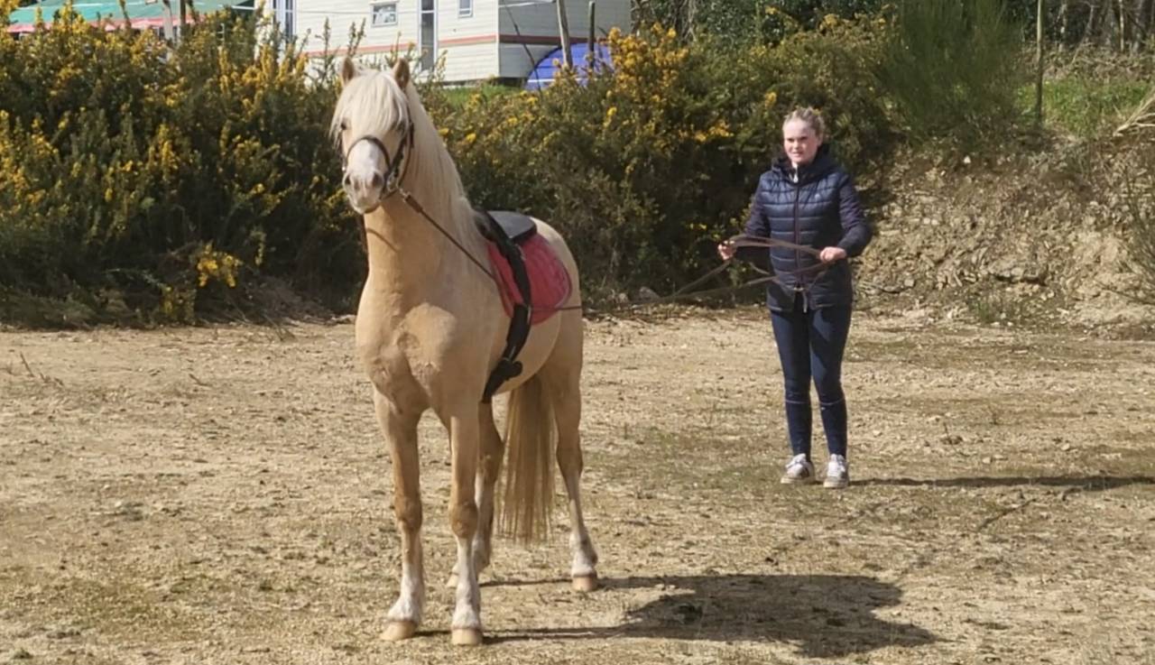 Dekhengst Welsh Pony (Section B) Te koop 2021 Palomino ,  Llanarth Sundance