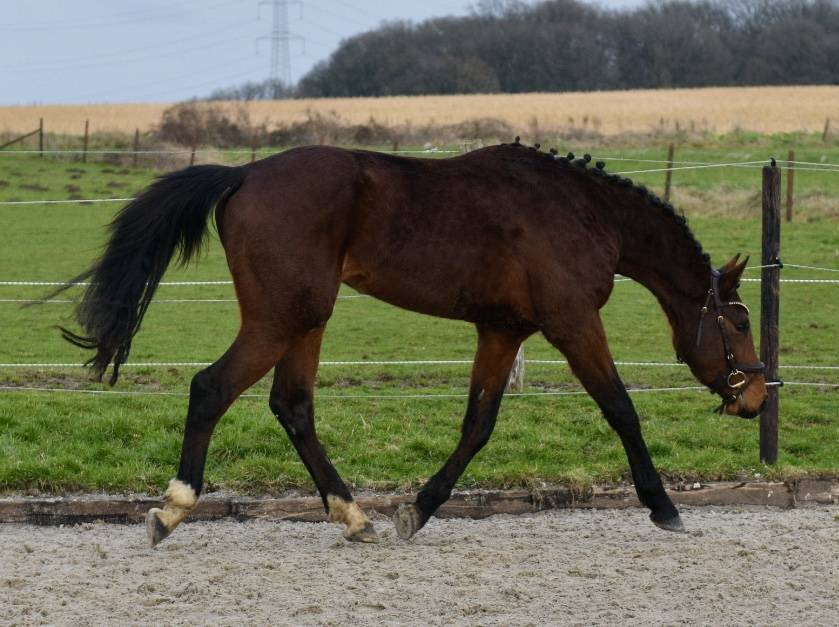 Dekhengst BWP Belgisch volbloed Te koop 2023 Donker bruin / bai