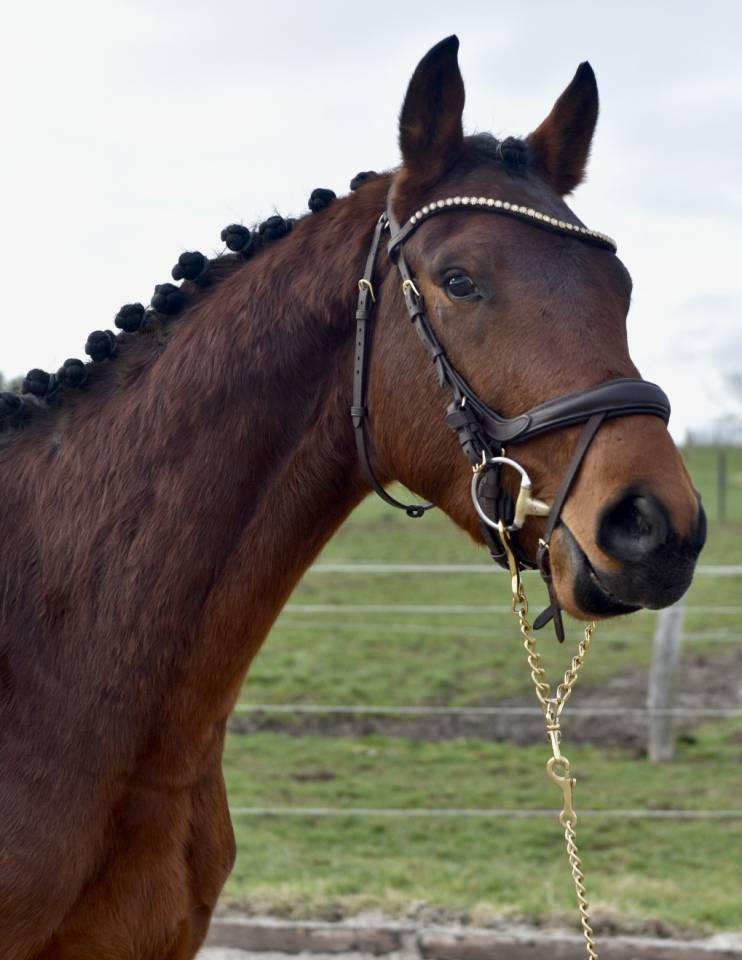 Dekhengst BWP Belgisch volbloed Te koop 2023 Donker bruin / bai