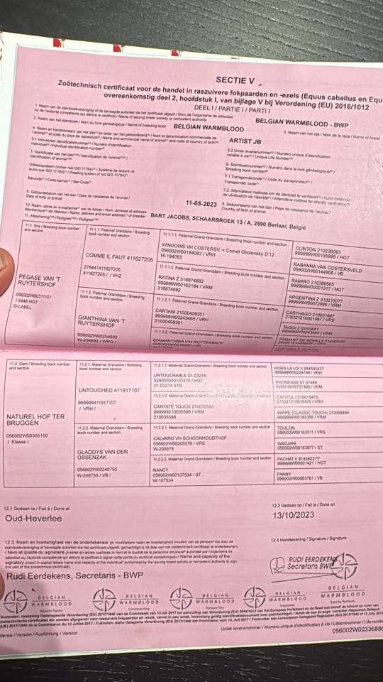 Dekhengst BWP Belgisch volbloed Te koop 2023 Donker bruin / bai