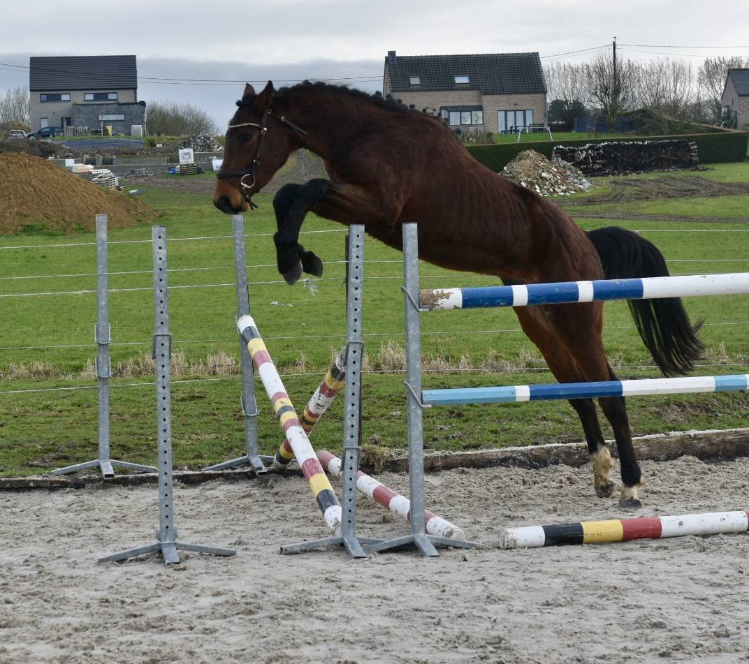 Dekhengst BWP Belgisch volbloed Te koop 2023 Donker bruin / bai