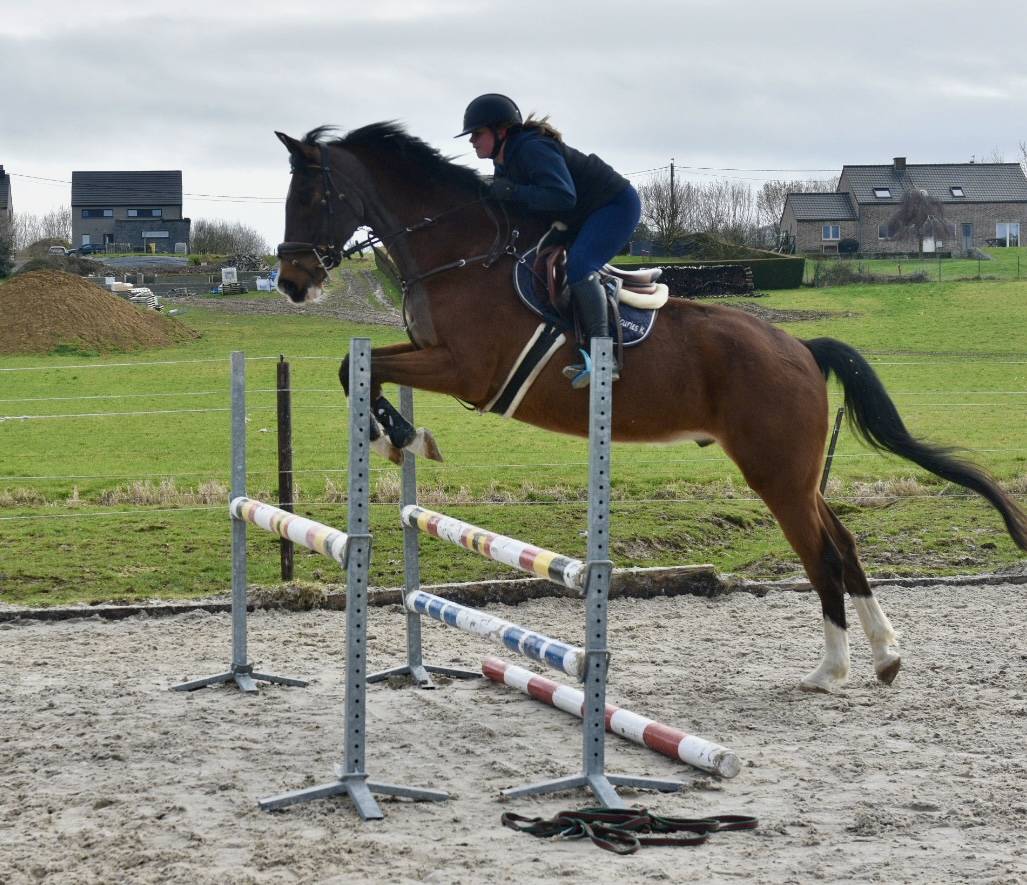 Ruin BWP Belgisch volbloed Te koop 2011 Donker bruin / bai