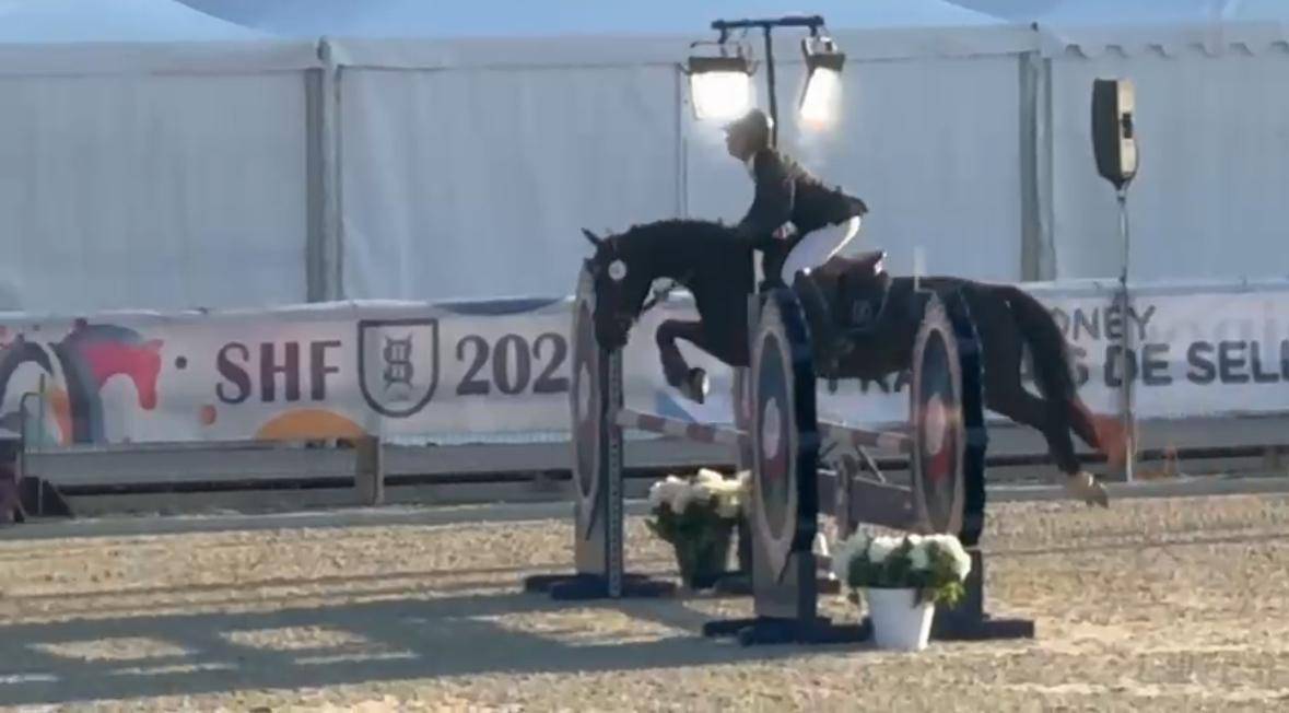 Merrie Bekend ras Te koop 2020 Zwart