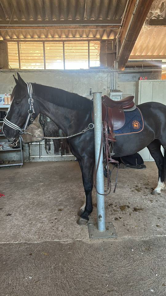 Merrie Bekend ras Te koop 2020 Zwart