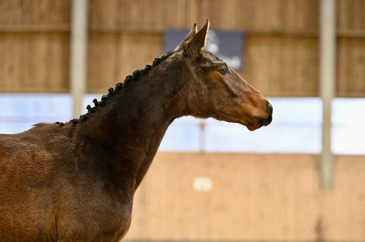 Merrie Zangersheide Te koop 2025 Donker bruin / bai ,  I&rsquo;m special de Muze