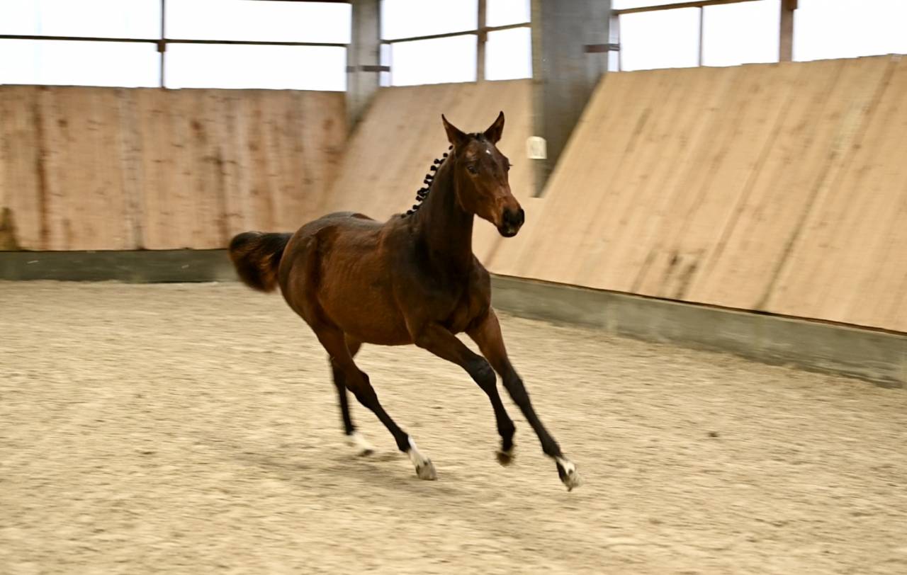 Merrie Zangersheide Te koop 2025 Donker bruin / bai ,  I&rsquo;m special de Muze