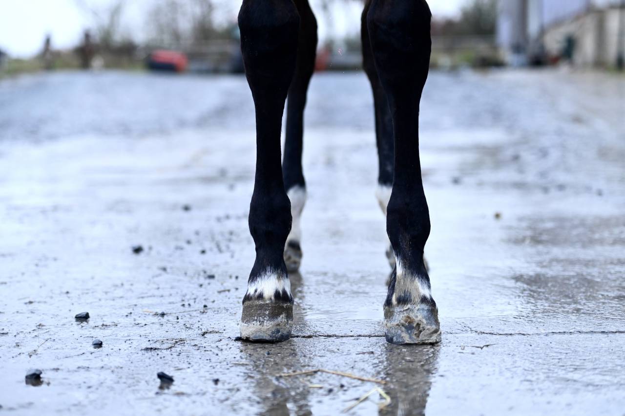 Merrie Zangersheide Te koop 2025 Donker bruin / bai ,  I&rsquo;m special de Muze