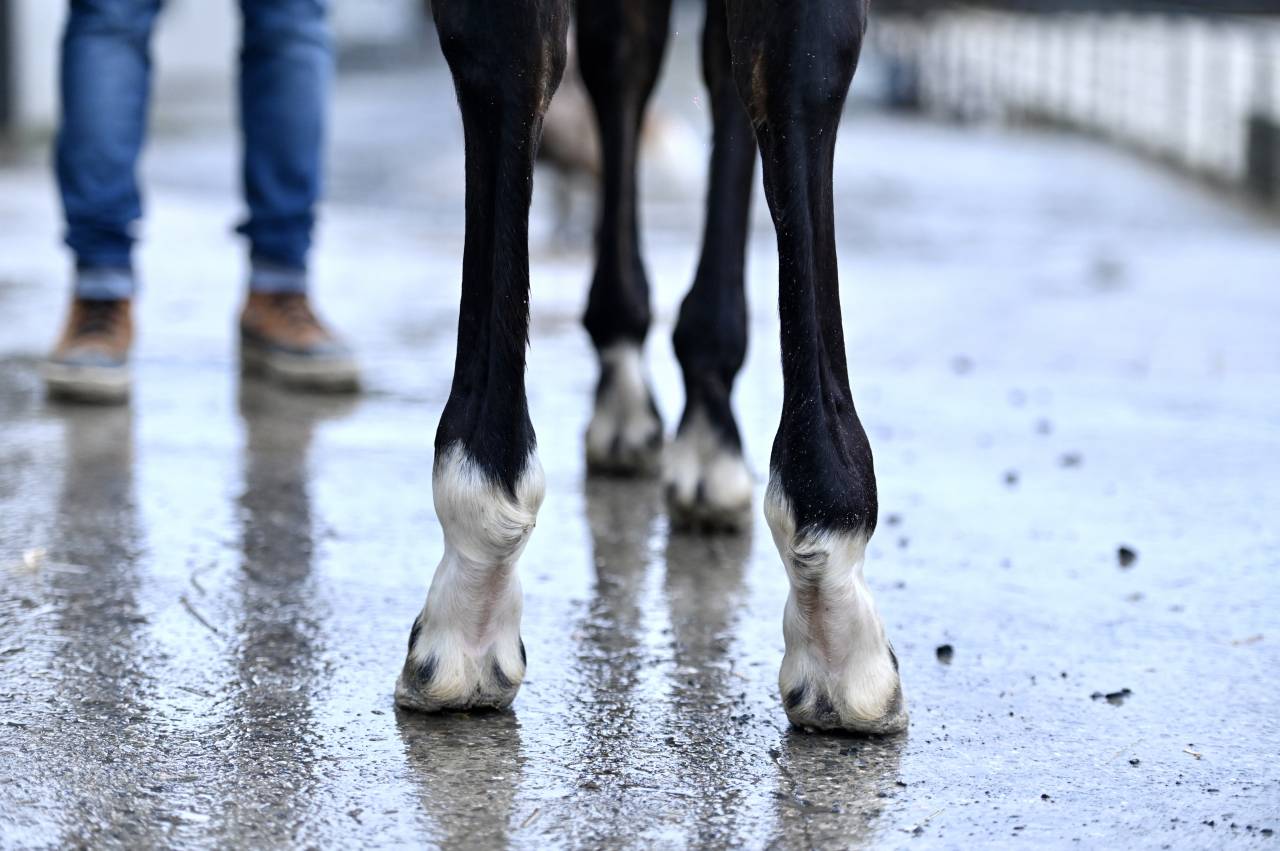 Merrie Zangersheide Te koop 2025 Donker bruin / bai ,  I&rsquo;m special de Muze