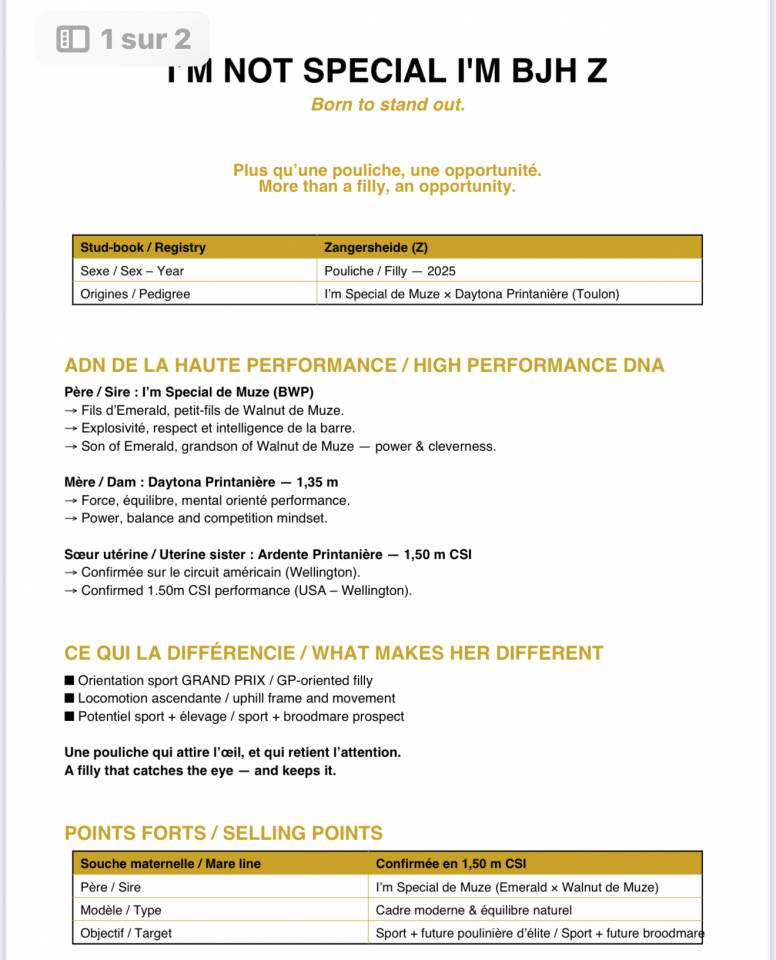 Merrie Zangersheide Te koop 2025 Donker bruin / bai ,  I&rsquo;m special de Muze