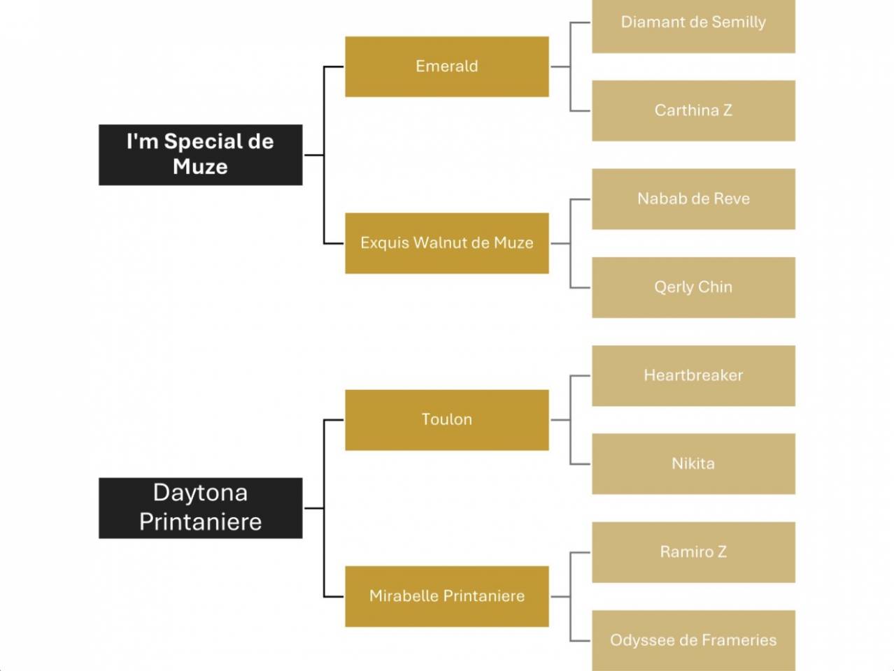 Merrie Zangersheide Te koop 2025 Donker bruin / bai ,  I&rsquo;m special de Muze