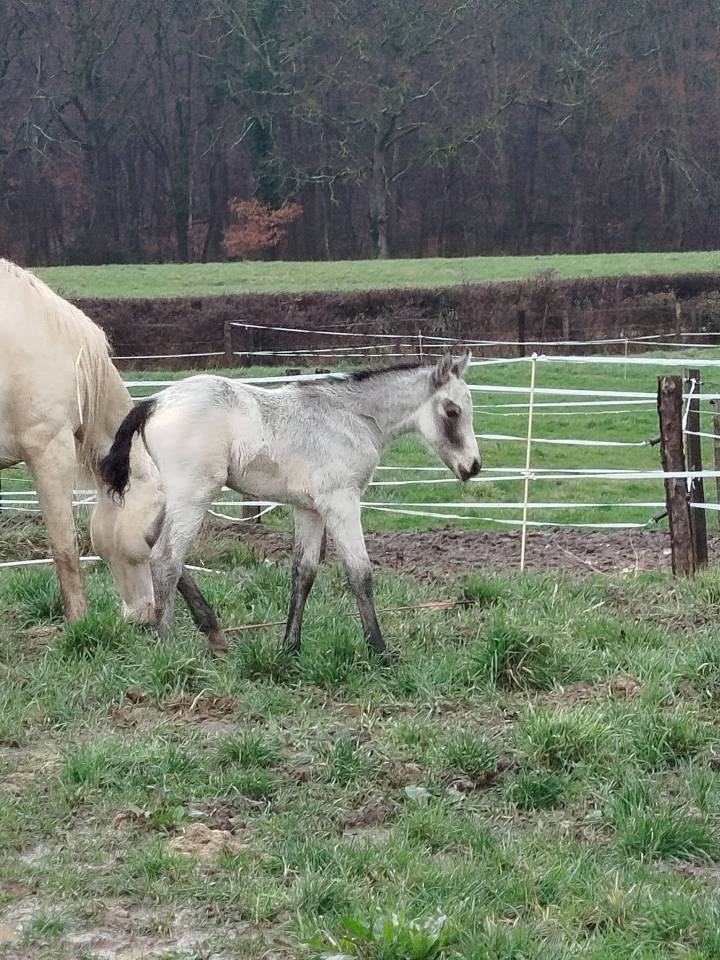 Veulen (ml) Connemara Te koop 2026 Isabel ,  Palermo vert et bleu