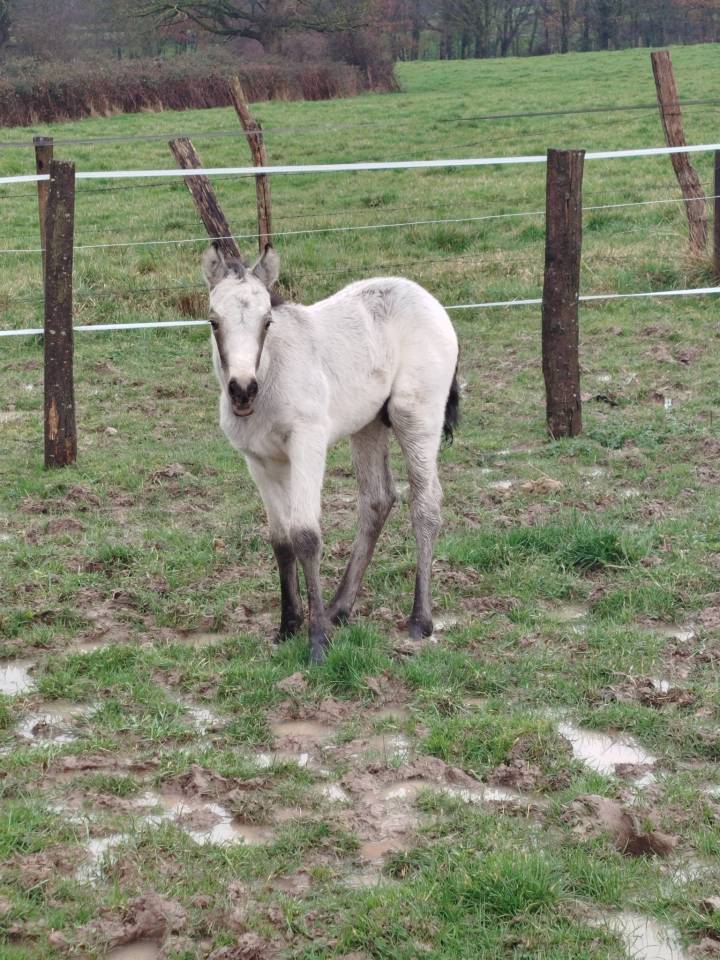 Veulen (ml) Connemara Te koop 2026 Isabel ,  Palermo vert et bleu