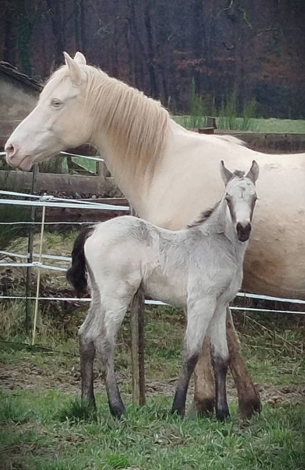Veulen (ml) Connemara Te koop 2026 Isabel ,  Palermo vert et bleu