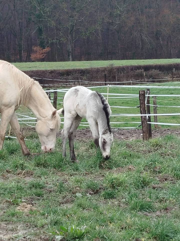 Veulen (ml) Connemara Te koop 2026 Isabel ,  Palermo vert et bleu
