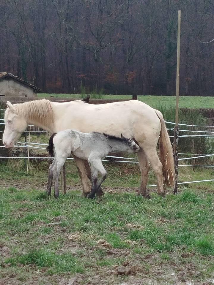 Veulen (ml) Connemara Te koop 2026 Isabel ,  Palermo vert et bleu