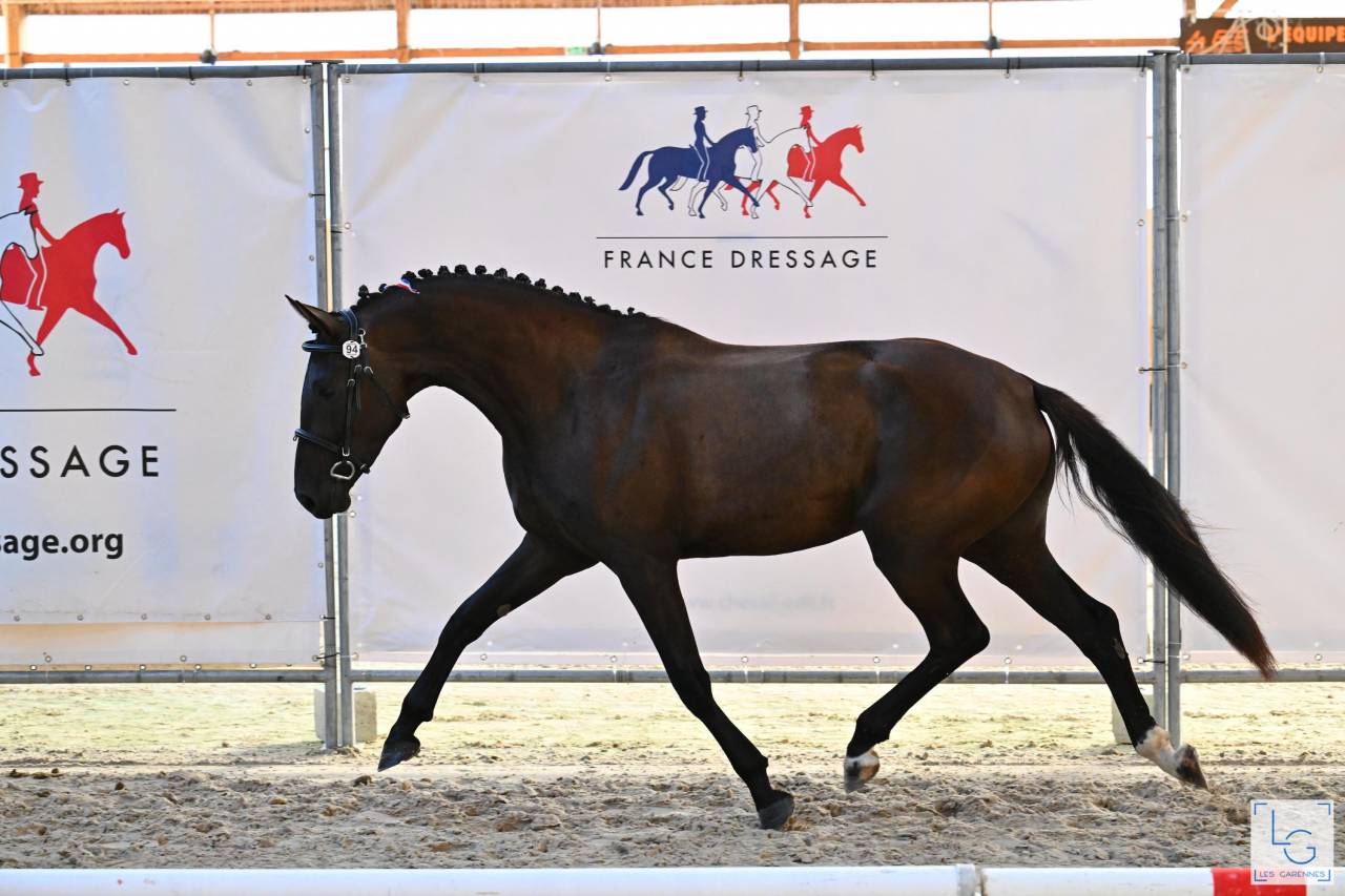 Veulen (vr) Selle Fran&ccedil;ais Te koop 2022 Zwart ,  SO UNIQUE