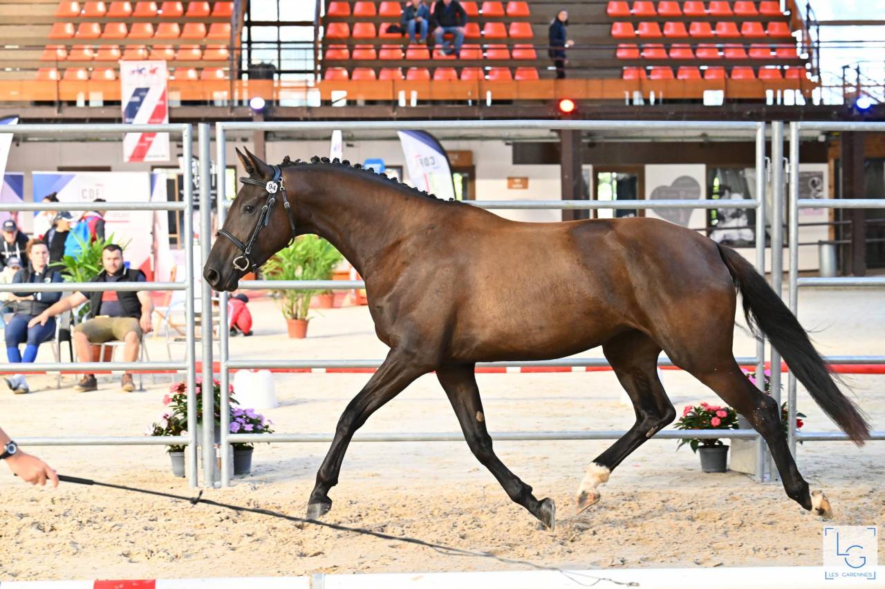 Veulen (vr) Selle Fran&ccedil;ais Te koop 2022 Zwart ,  SO UNIQUE